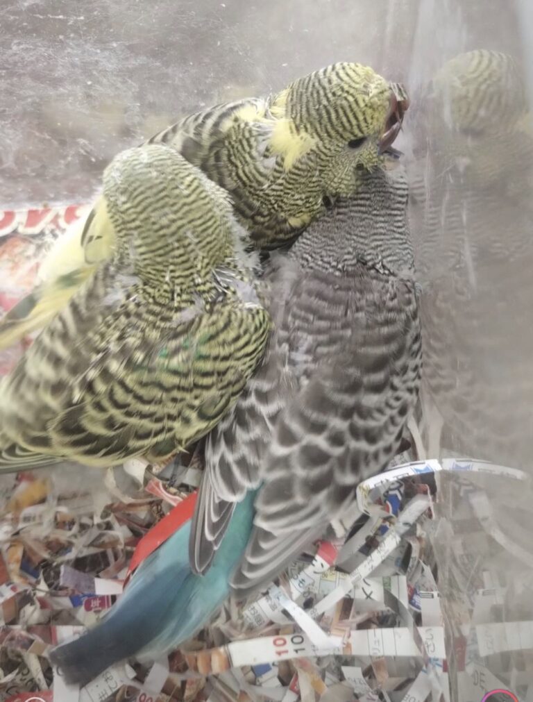 大型セキセイの雛三羽で一人餌まで預り可能です