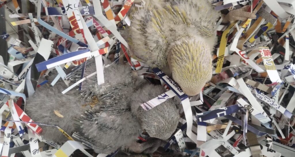 この子等は全部小桜インコの雛です