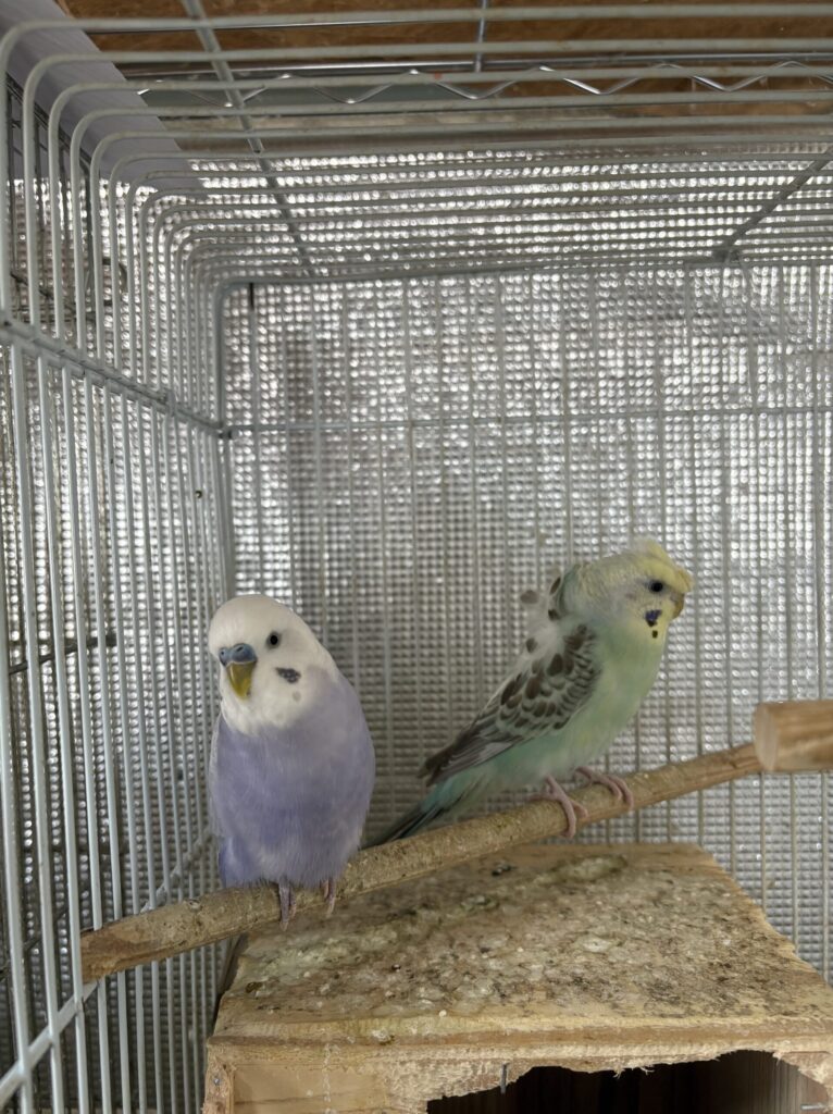 セキセイインコ、羽衣