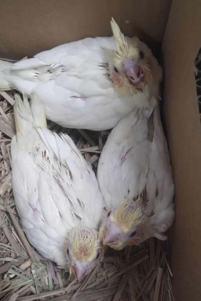 オカメインコルチノー三羽本日入荷しました