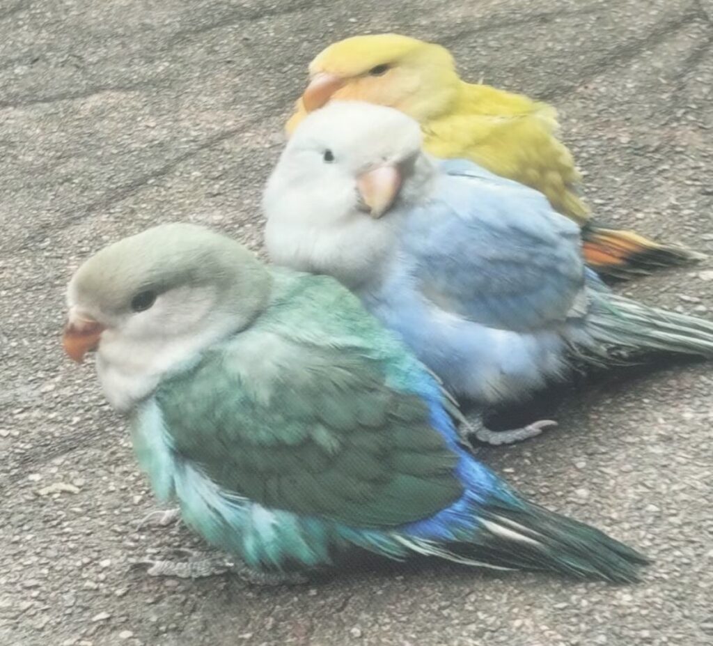 オキナインコティシャツ前後に三羽プリントXLサイズのみで下地はおしゃれなグレーで予約販売です