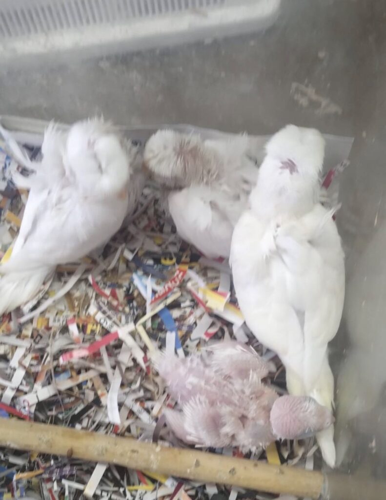 この子等は羽衣セキセイインコの四兄弟で最初に孵化した子はクリームの子が朝でアルビノの子が夕方孵化しました