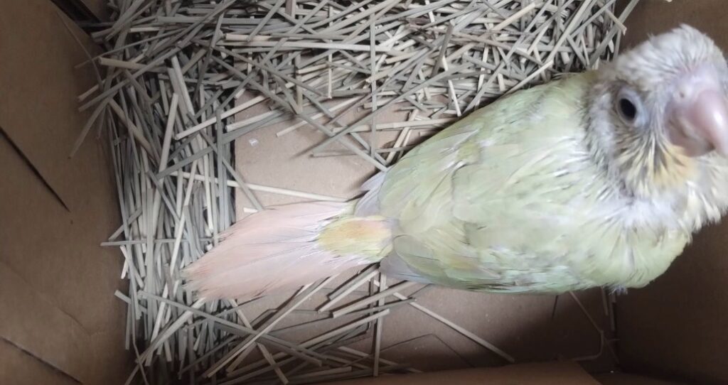 ウロコインコ雛七羽入荷しました