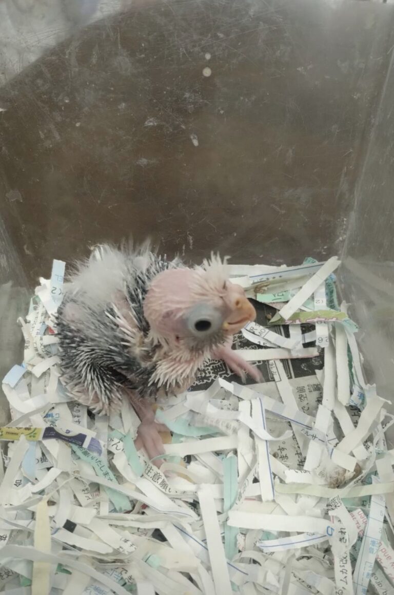オカメインコ雛孵化後２週間位でホワイトフェースパイドに成るのではと思っております。