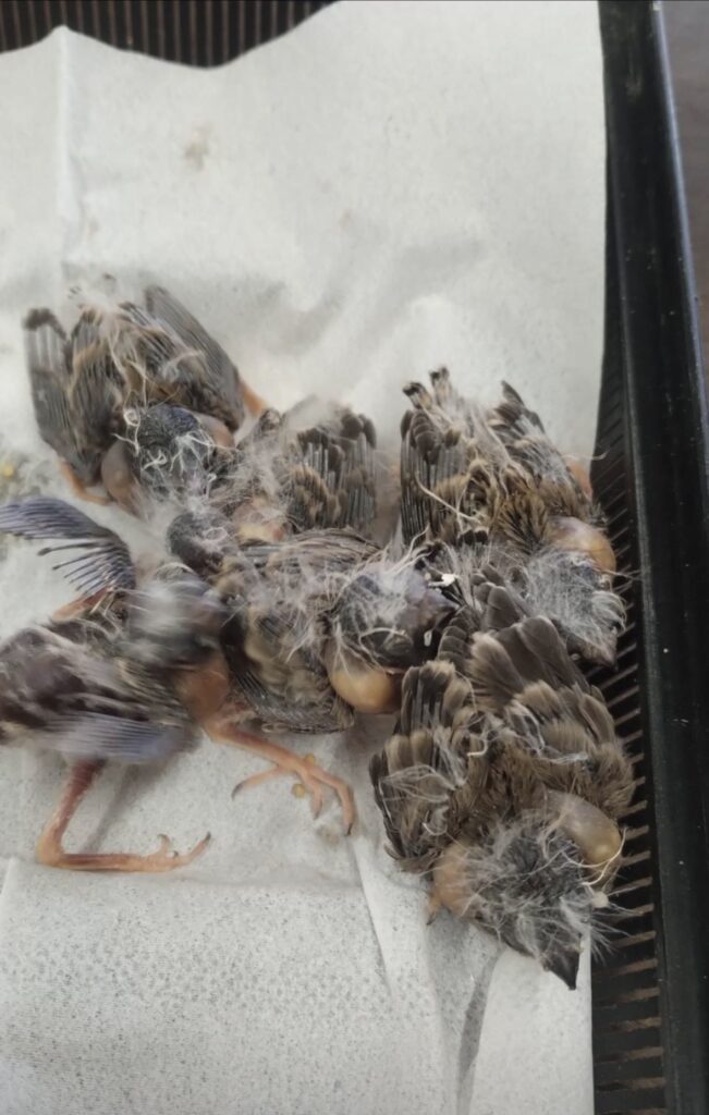 錦華鳥のノーマル雛六羽入荷しました。