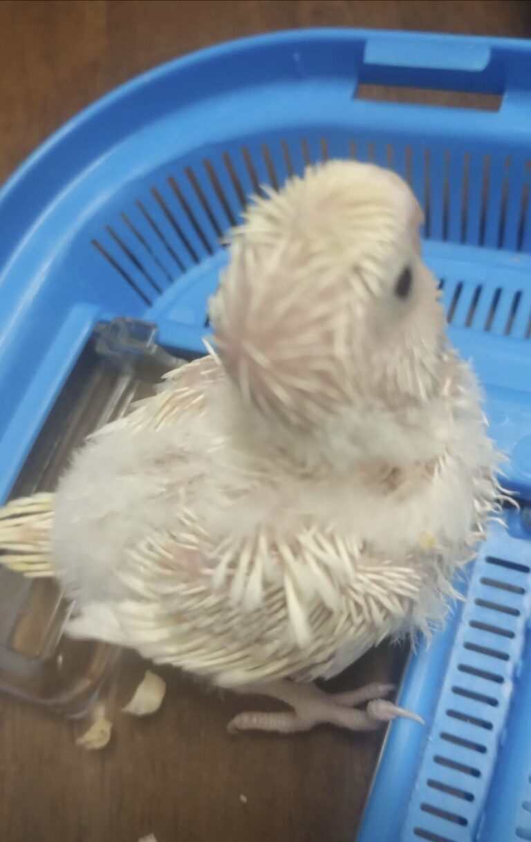 羽衣セキセイ雛１羽入荷しました。