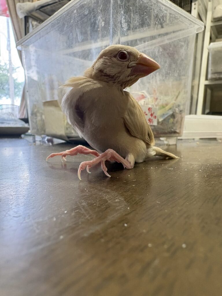 文鳥のクリームです