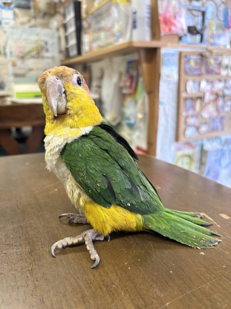 シロハラインコ