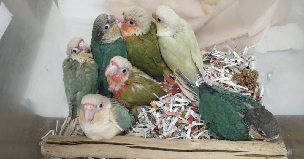 ウロコインコの雛が入荷してから10日が経過しましたので成長しました