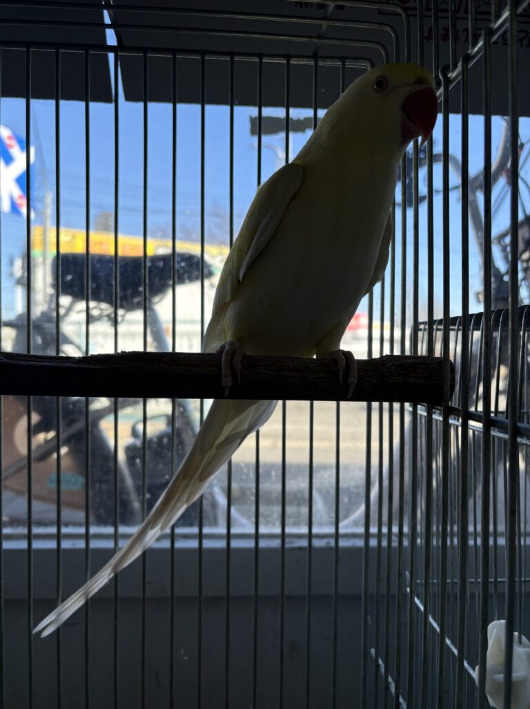ワカケホンセイインコ