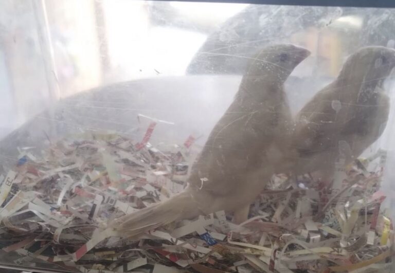 入荷したシナモン文鳥の雛二羽一人餌間近です。