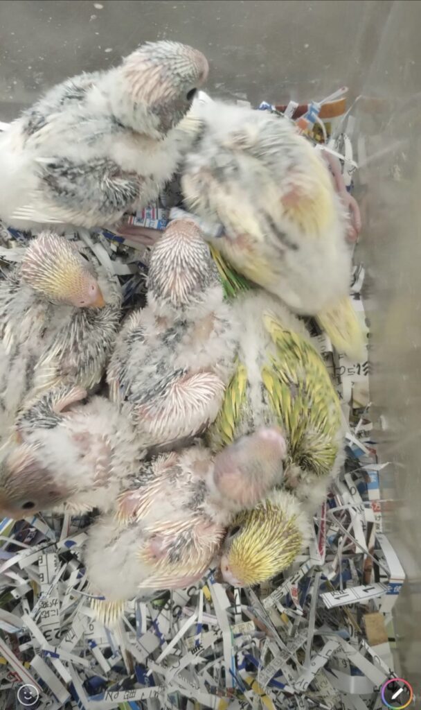 セキセイインコ雛七羽入荷しました