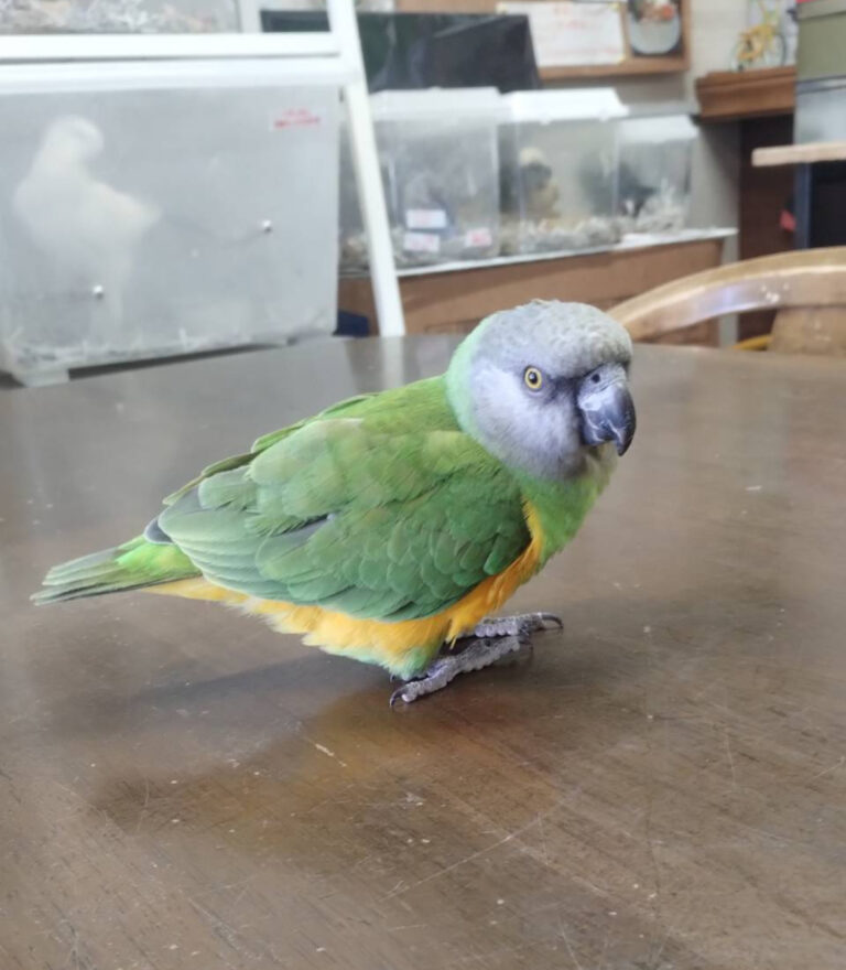 セネガルパロット