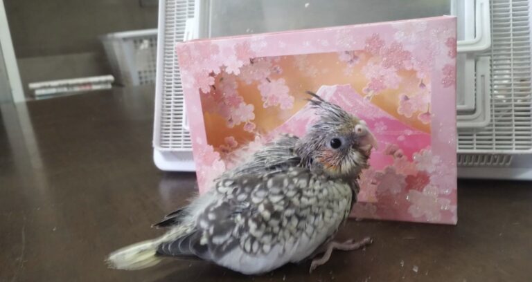 オカメインコパールパイドの雛