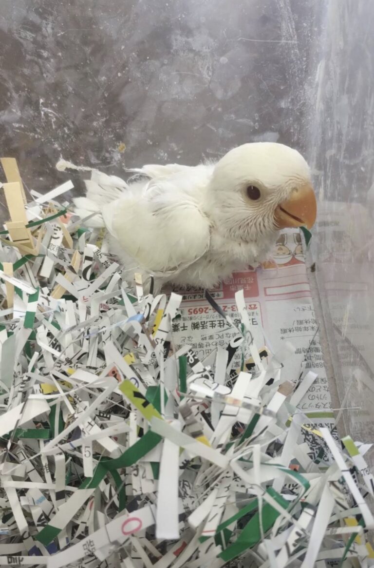 小桜インコクリームの雛でご希望の方はお早めにお越し頂きお決めください。