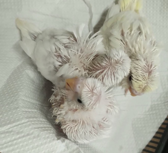 羽衣セキセイインコアルビノとクリームの雛三羽で三羽共に目が真っ黒と大変超貴重なレア物の雛三羽入荷しました
