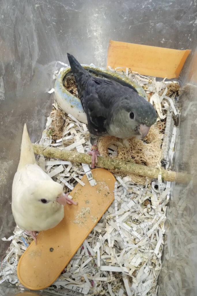 サザナミインコ