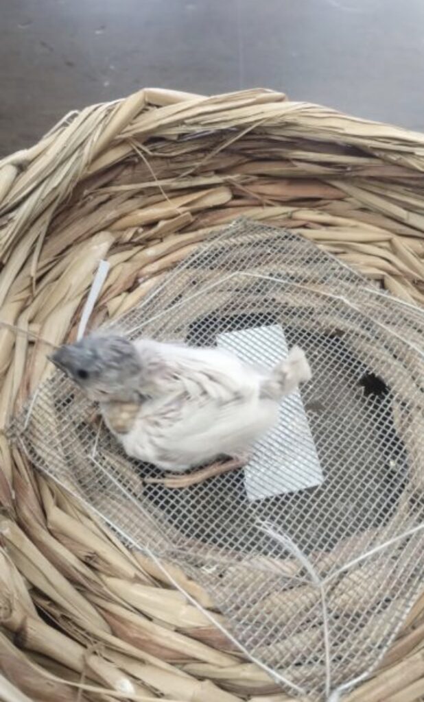 錦華鳥の雛チェスナットカラー１羽入荷しました