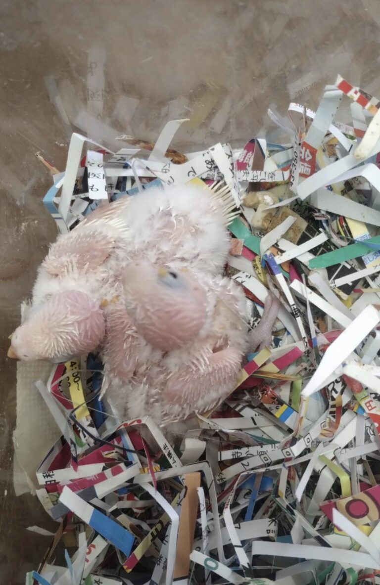 羽衣セキセイインコの雛で白で目が黒目の様で大変貴重な羽衣セキセイインコと成り得ると思われます