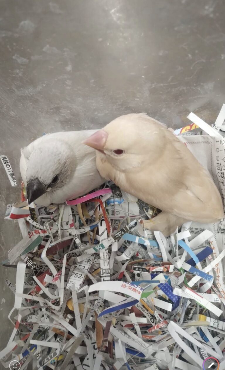 シルバー文鳥雛とシナモン文鳥雛が各一羽入荷しました。