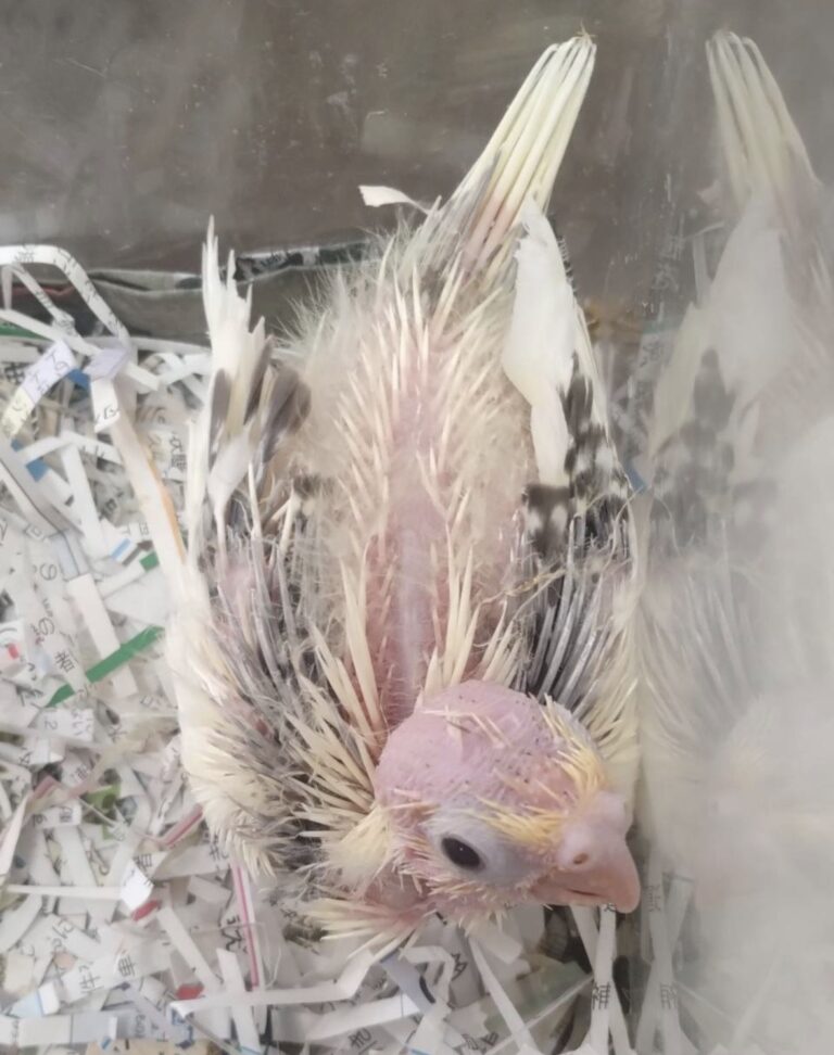 昨日、入荷しましたオカメインコのパールパイドの雛１羽です。