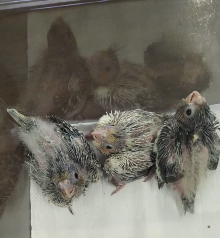 オカメインコノーマル、ノーマルパイド、シナモンパイドの雛が入荷しました