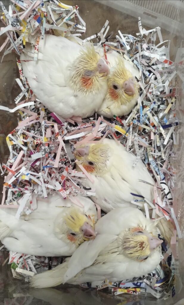 オカメインコルチノー雛五羽入荷しましたのでご希望の方はお早めににご予約願います