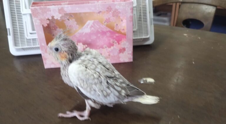 オカメインコのシナモンパールパイドの雛