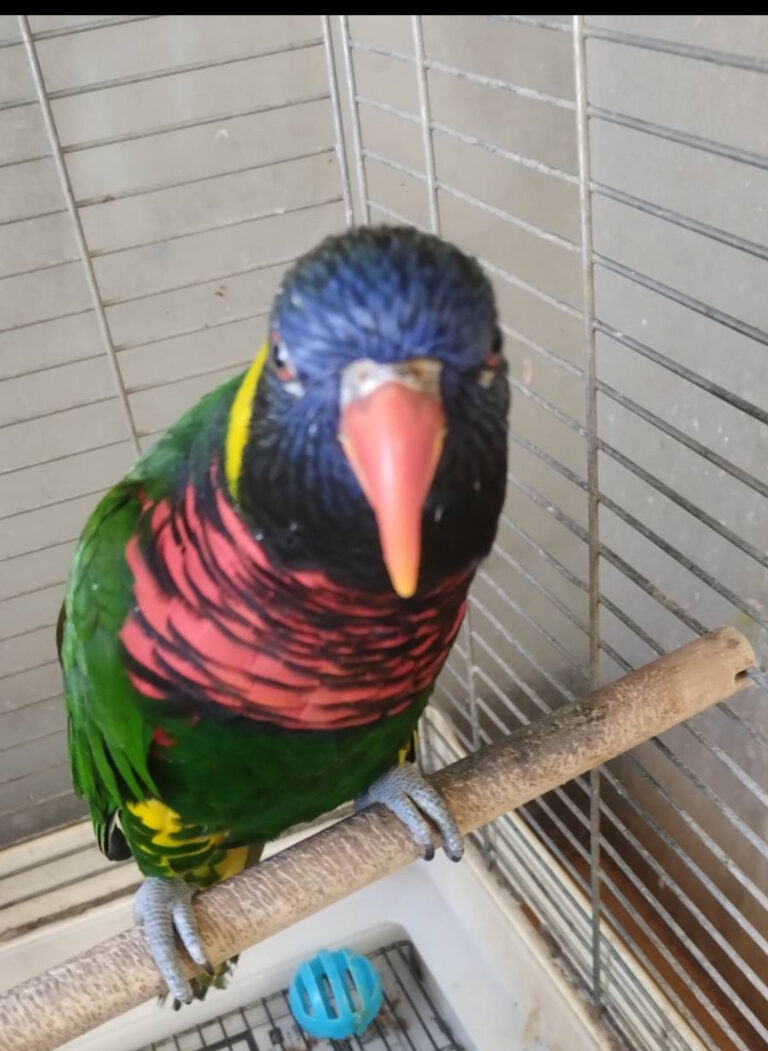 ゴシキセイガイインコ