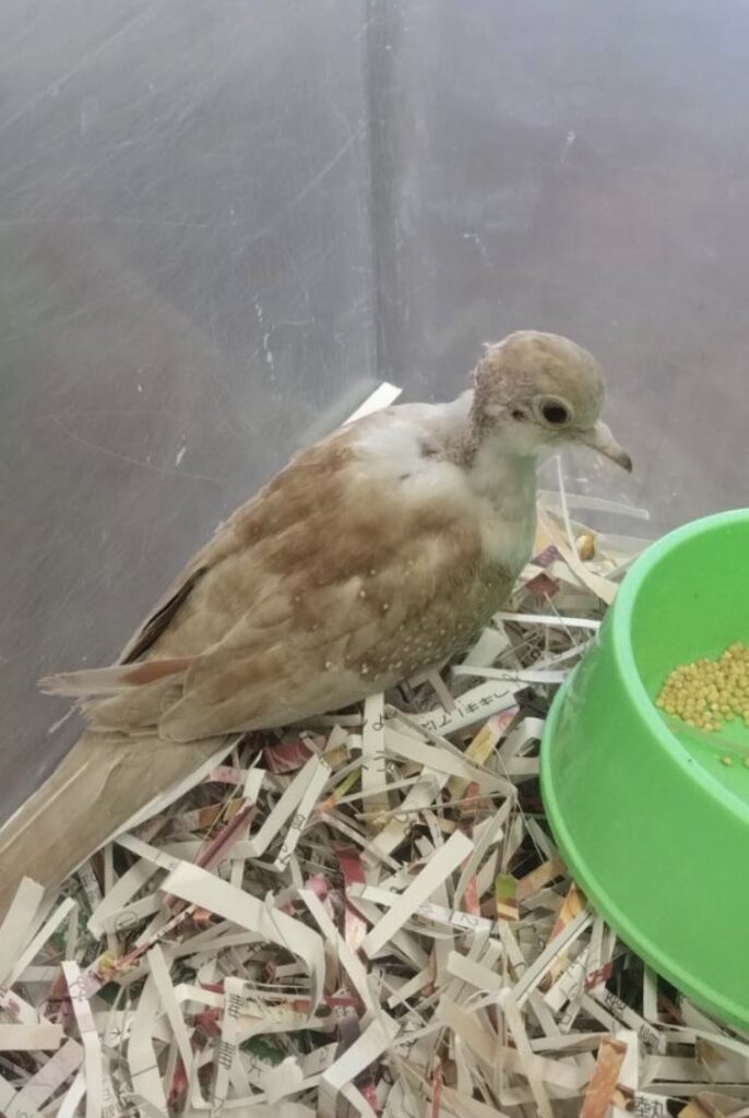 薄雪鳩雛手乗り一人餌