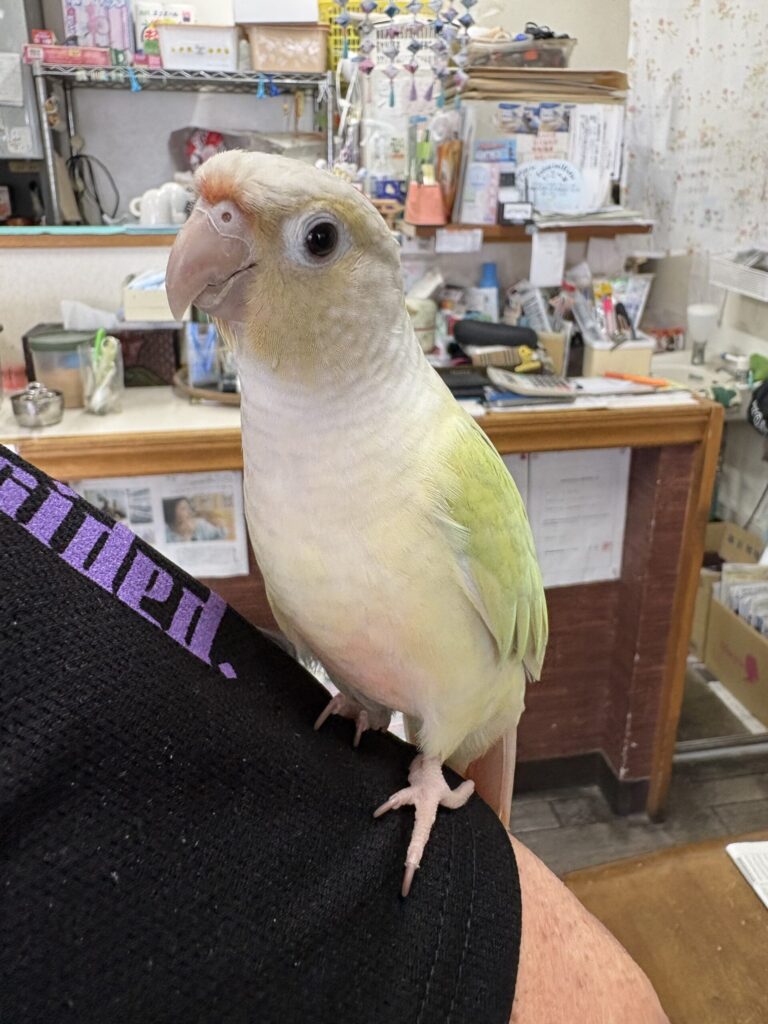 新しい仲間が入荷しました