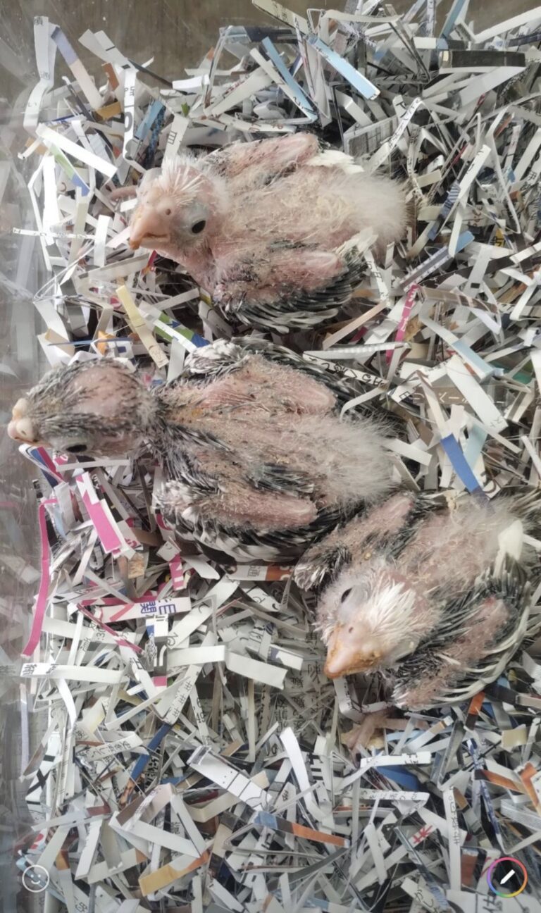 オカメインコの雛３羽ホワイトフェイスパールパイドのカラーに成ると思います
