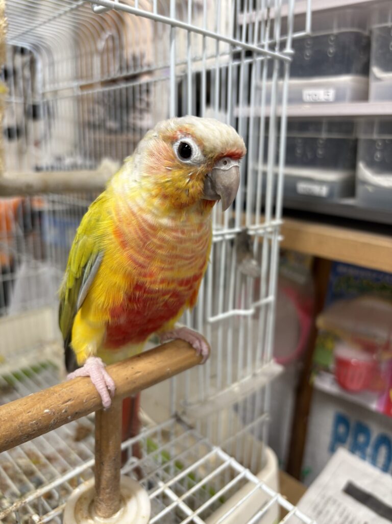ウロコインコ