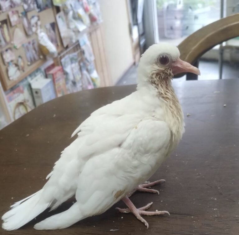 銀鳩（マジックに使用される）雛手乗り直に一人餌になります。