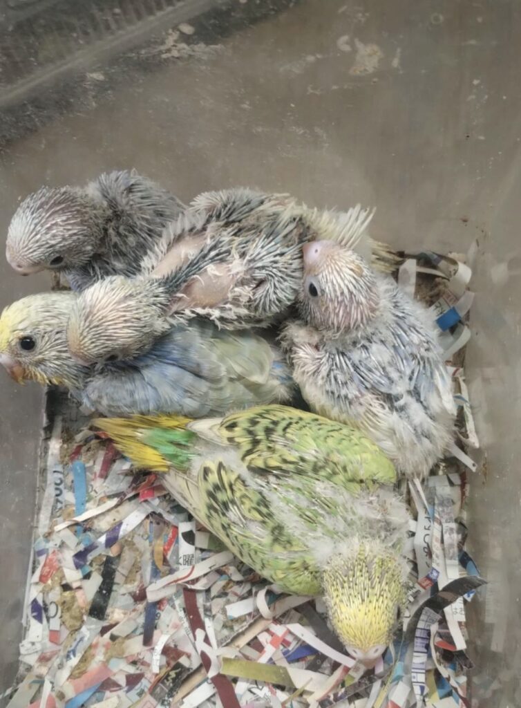 セキセイインコ五羽手乗り用雛が入荷しました。