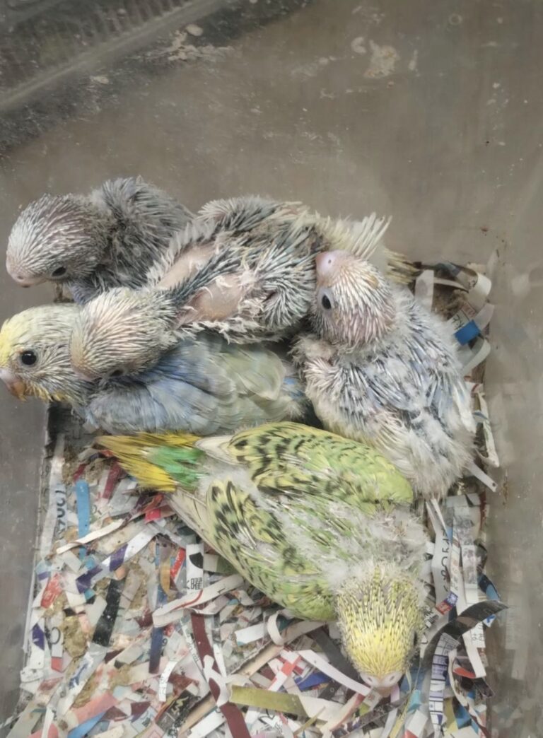 セキセイインコ五羽手乗り用雛が入荷しました。