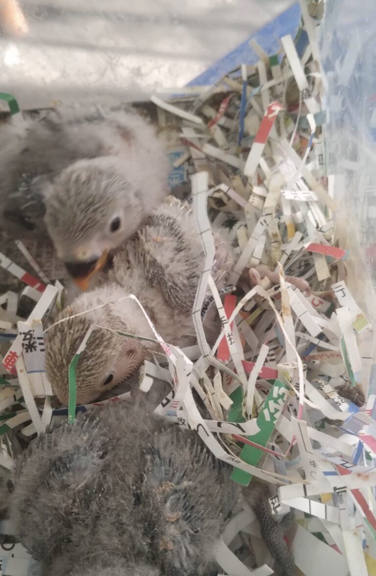 昨日、入荷の小桜インコの雛三羽です。