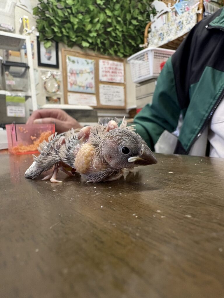 文鳥のダークシルバーです