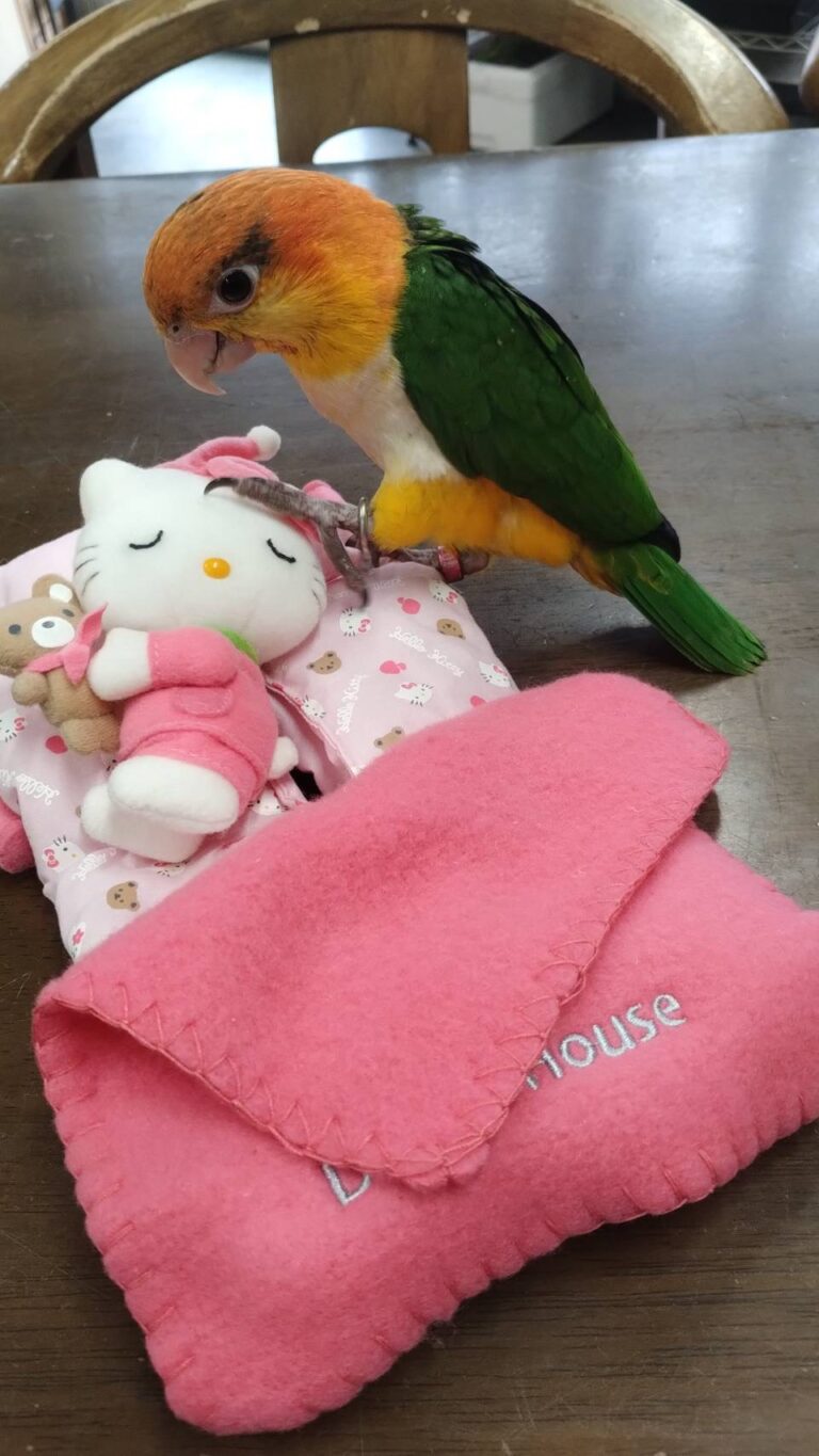 シロハラインコ