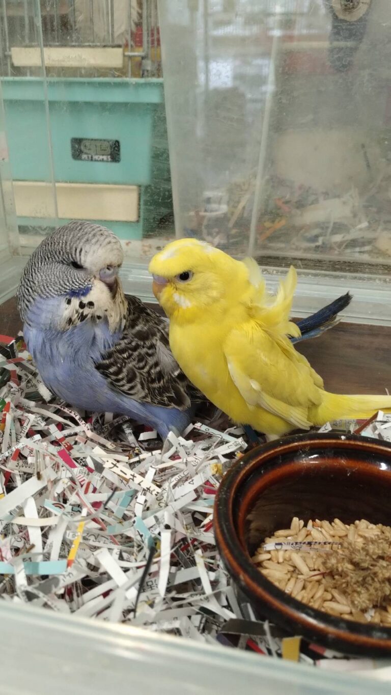 ジャンボセキセイと羽衣セキセ