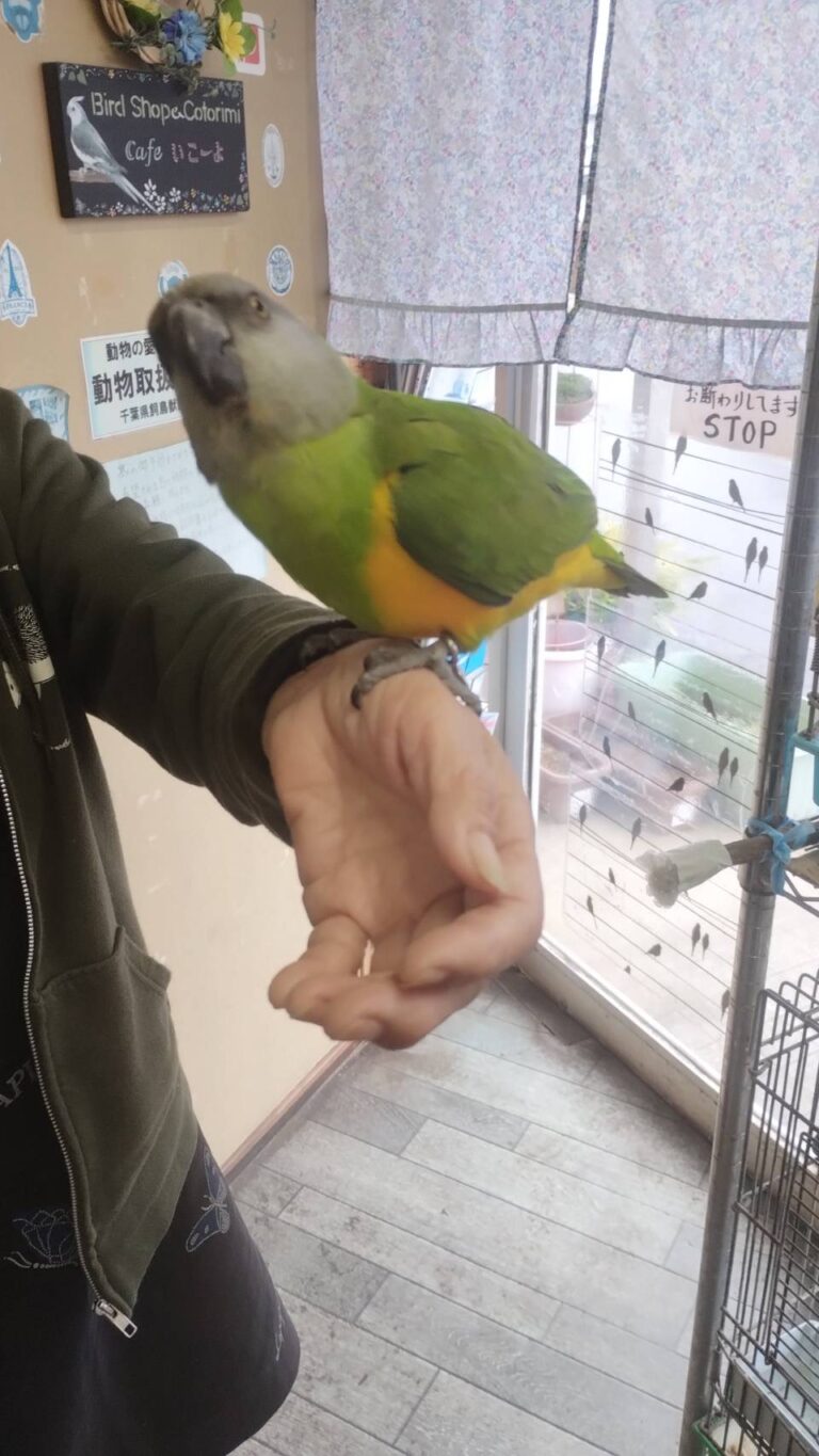 セネガルパロットインコ