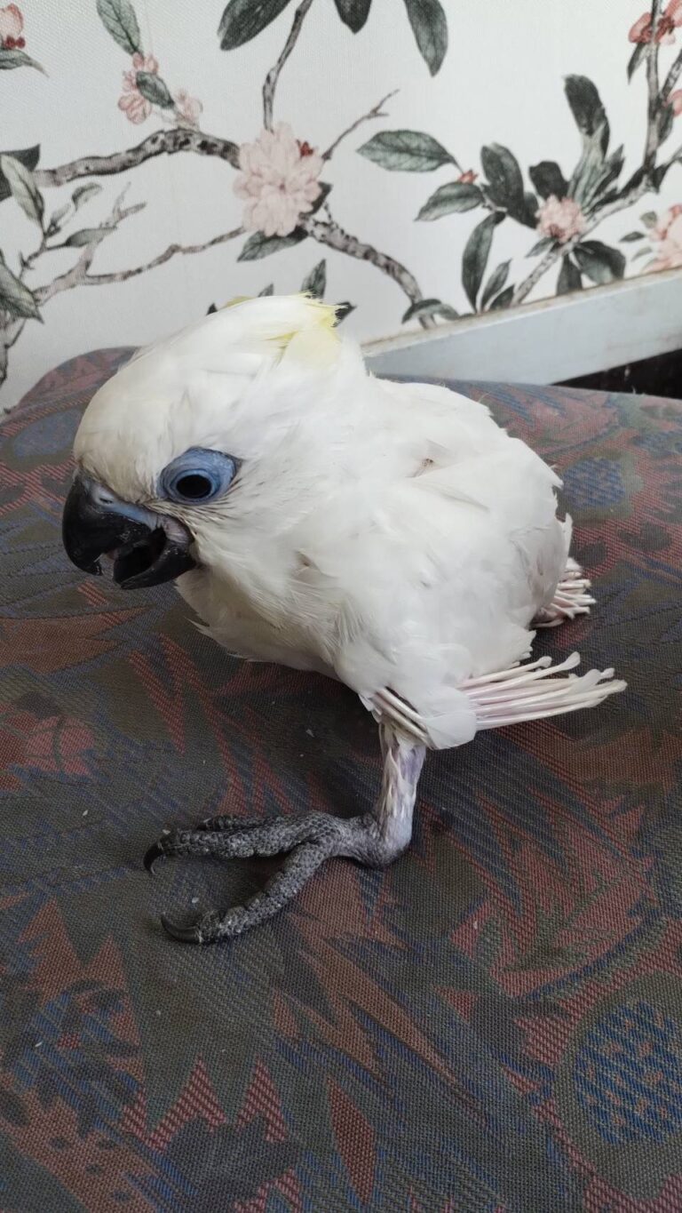 ルリメタイハクオウムの雛