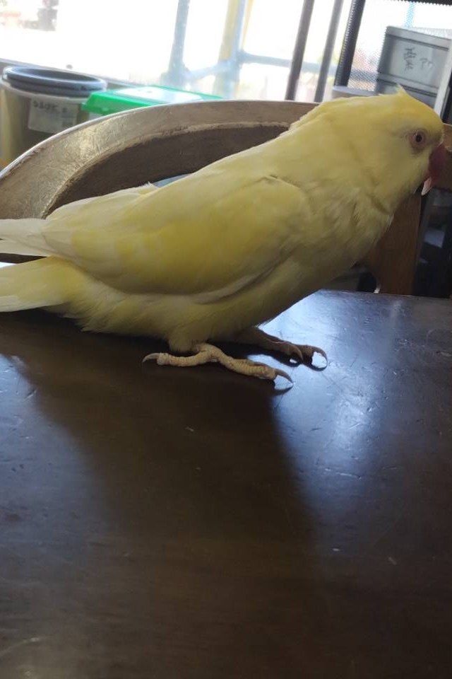 ワカケホンセイインコ