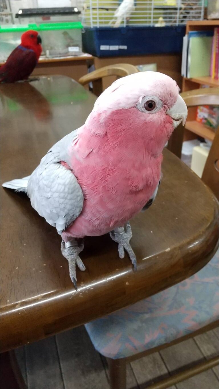 桃色インコ