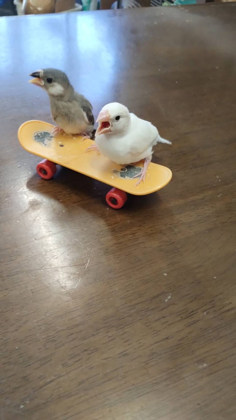 桜文鳥と白文鳥