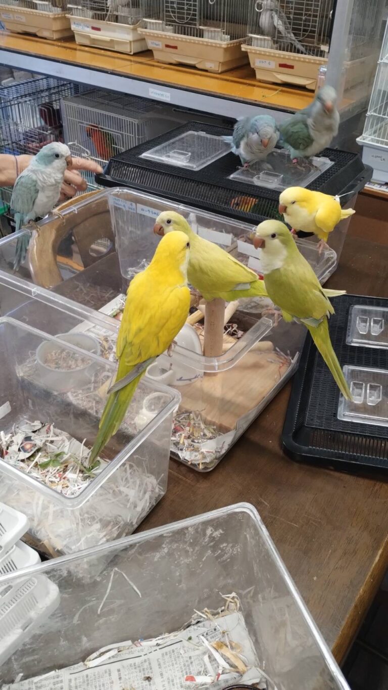 翁インコの雛たち