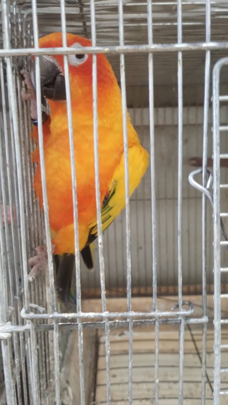 黄金メキシコインコ